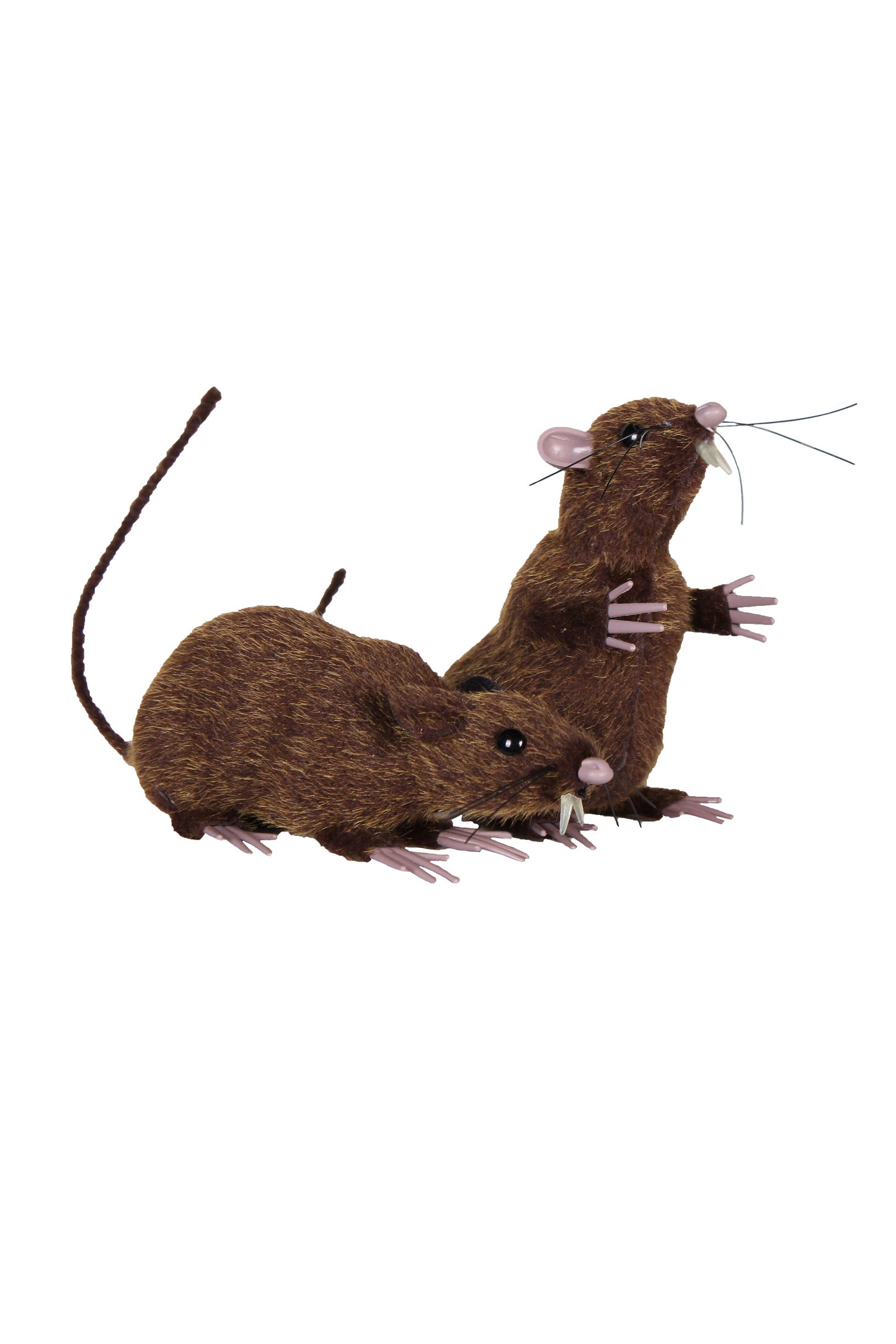 Set bruine ratten 1 zit en 1 staat